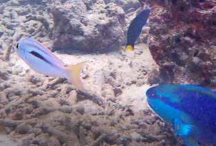 Twoline Spinecheek Scolopsis bilineatus En plåtad vid Monkey Beach Phi Phi Don, 25/1. Kul grafiskt mönster som de flersta Spinecheeks.
