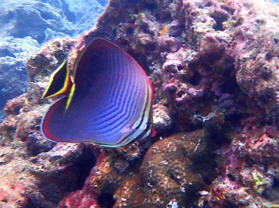 Långfenad vimpelfisk (Longfin bannerfish) Heniochus acuminatus Ett par i fritt vatten under speedbåten under andra snorkeldyket på Similan