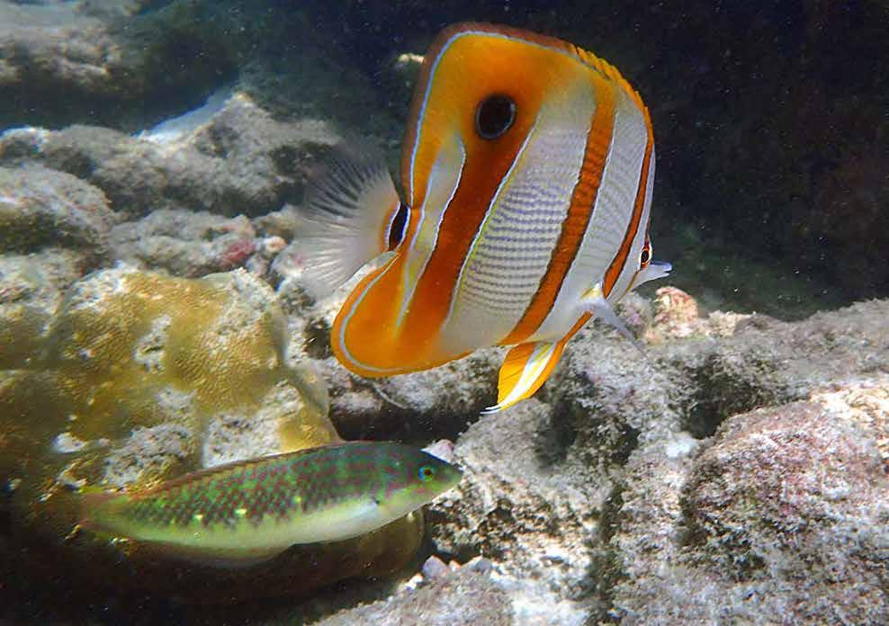 29/1. Den sökte igenom koraller efter föda. Orangebandad pincettfisk (Copperbanded butterflyfish) Coradion chrysozonus En riktig snygging!