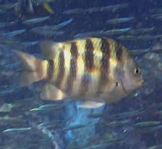 Triangelfjärilsfisk (Triangular butterflyfish) Chaetodon triangulum En riktigt skönhet på reven vid Phi Phi Islands den 25/1.