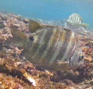 Påfågelkejsare Nikobarkejsare överst Blåhuvudkejsare nedan Rödfenad fjärilsfisk (Redfin butterflyfish) Chaetodon trifasciatus (Se bild sidan