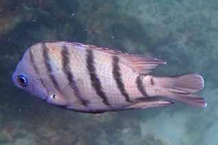 Pomacanthidae, Kejsarfiskar Påfågelkejsare (Regal angelfish) Pygoplites diacanthus En otroligt färgsparkande fisk!