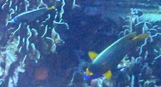 Sjubandad sergant Svartfläckssergant Chevronfjärilsfisk (Chevroned butterflyfish) Chaetodon trifascialis Ensamma fiskar hittade på Phi Phi
