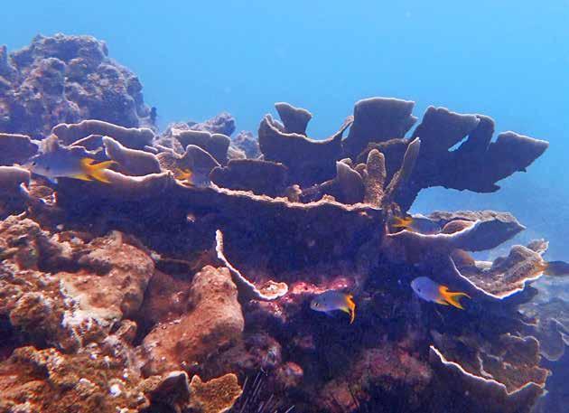Sjubandad sergant (Banded sergant) Abudefduf septemfasciatus Sedd och plåtad vid Similan Islands den 29/1 samt sedd vid hotellstranden i Khao Lak den