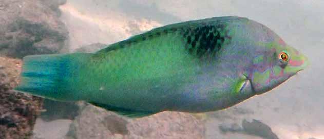 Gulstjärtad frökenfisk (Yellowtail demoiselle) Neopomacentrus azysron Sågs i små och stora stim nära koraller under samtliga snorkelturer i Thailand