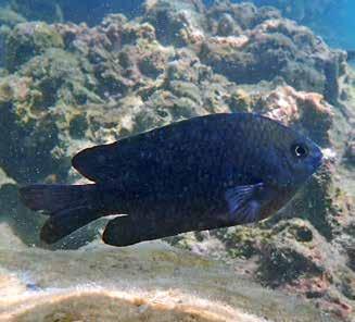 Tvåfärgad kromis (Twotone chromis) Chromis dimidiata Hittade väl ett tiotal i smågrupper under de båda snorkelrundorna vid Similan Islands den 29/1.