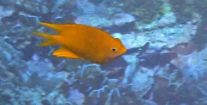 Labridae, Läppfiskar Rödbröstad praktgylta (Redbanded wrasse) Cheilinus fasciatus Sjukt snygg och ganska kraftig wrasse som noterades under två dyk.