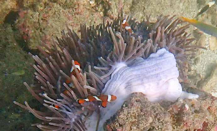 Trippelstjärtad praktgylta (Triple-tail wrasse) Cheilinus trilobatus Även denna praktgylta uppmärksammades vid Hong och Chicken Islands den 23-24/1.