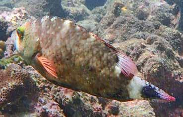 Svart frökenfisk Schackbrädesgylta (Checkerboard wrasse) Halichoeres hortulanus Endast sedd under de båda dyken på Phi Phi Don den 25/1.
