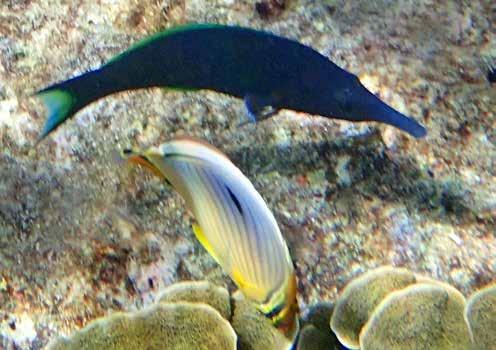 Scaridae, Papegojfiskar Blårandig papegojfisk (Bluebarred parrotfish) Scarus ghobban Hittade några riktigt stora och vackra hanar nere i