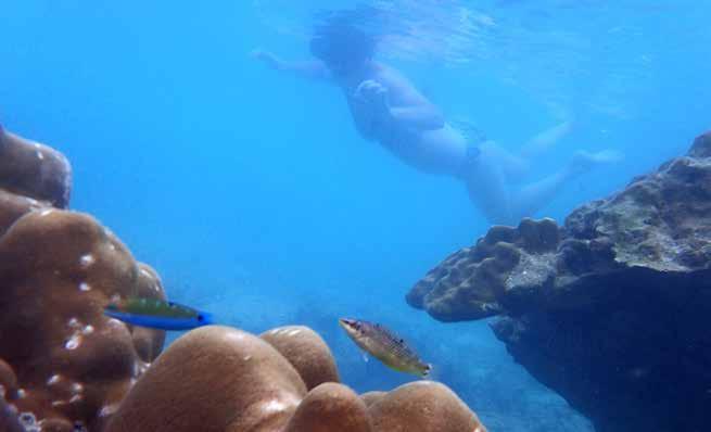 Blå mystisk gylta (Mysterious wrasse) Labridae sp Plåtad i en levande hårdkorall vid Monkey Beach på Phi Phi Islands den 25/1.