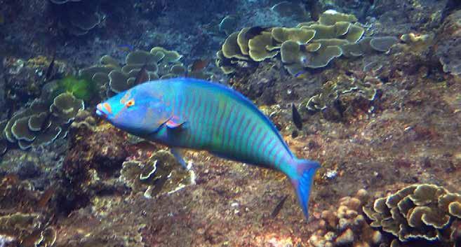 Qouy s papegojfisk (Quoy s parrotfish) Scarus quoyi En reativt liten papegojfisk.