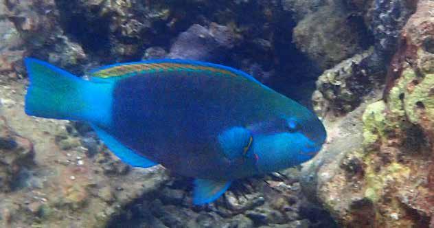 Don den 25/1. Tvåfärgad papegojfisk (Bicolor parrotfish) Cetoscarus bicolor Plåtade en hona vid Similan Islands den 29/1.