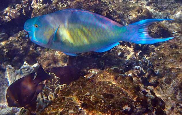 Dels vid Chicken Island den 24/1 och dels vid Phi Phi Island dagen efter.