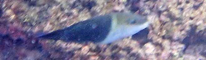 Mångylta (Crescent wrasse) Thalassoma lunare Sedd och plåtad under samtliga dyk i Krabi skärgård den 23-26/1.