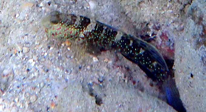 Mugilidae, Multefiskar Blåfläcksmulte (Bluespot mullet) Valamugil seheli Sedd över sandbotten bland döda koraller vid samtliga snorkelställen i