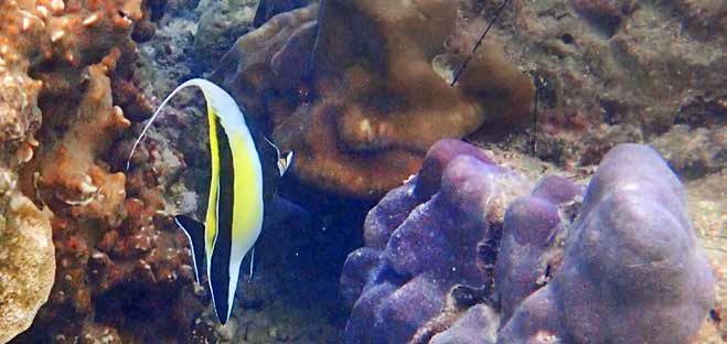 Notera det speciella stjärnögat. Clownkirurg (Striped surgeonfish) Acanthurus lineatus Assnygga!