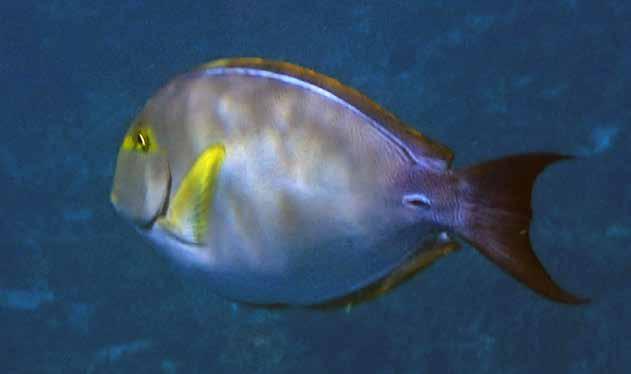 Zanclidae, Morfiskar Hornfisk (Moorish idol) Zanclus cornutus Enstaka fiskar sågs överallt utom på Hong Island i Krabi, den 24-31/1.