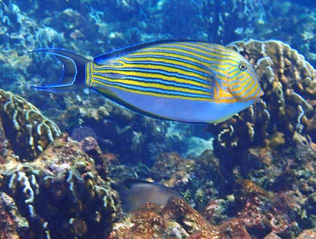 Acanthuridae, Kirurgfiskar och enhörningsfiskar Brun kirurgfisk (Brushtail tang) Zebrasoma scopas Två som betade flitigt på algerna på den fasta