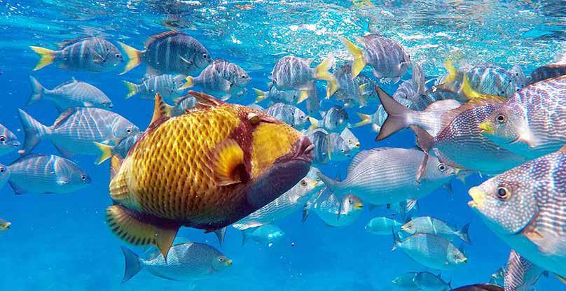 Gulkantad tryckare (Yellowmargin triggerfish) Pseudobalistes flavimarginatus Gillar denna