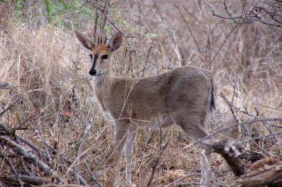 Hartebeest,