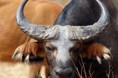 Bushbuck,