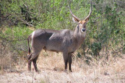 Buffel,