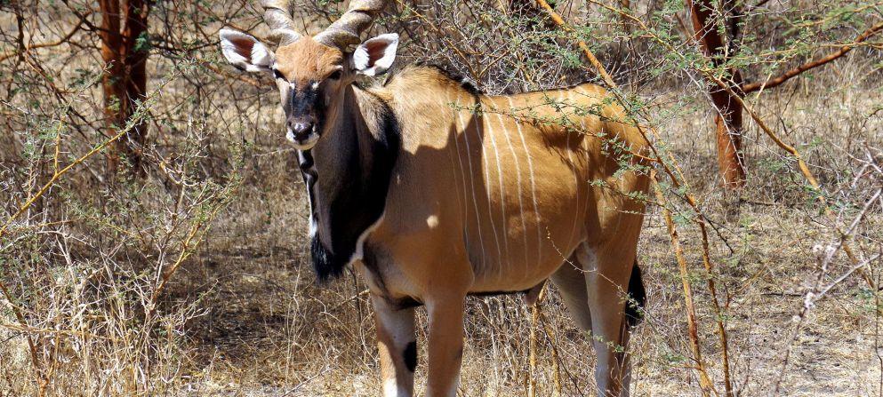 Höjdpunkter Höjdpunkter & & Beskrivning Beskrivning Jakt på savannen i Kamerun Överblick Höjdpunkter På savannerna i nord är det giant eland som är stjärnan men också jakten på western roan och