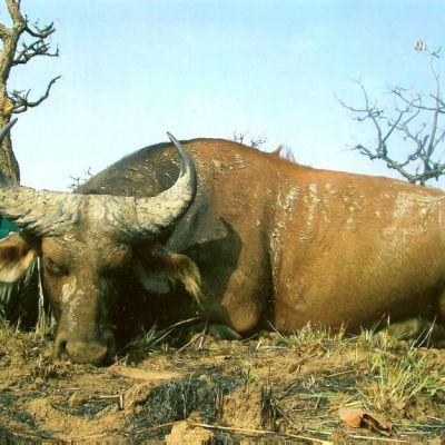 Succesraten för giant eland har de sista åren varit 100%, och detsamma gäller för buffel och roan.