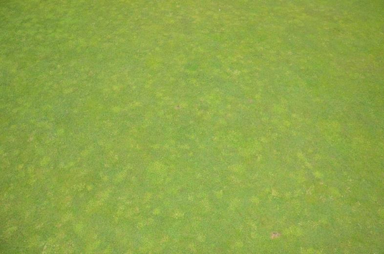 Varför mossa på greener? Varför valdes detta projekt?