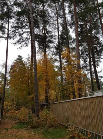 4-1: I bakkant på området finns det högväxt