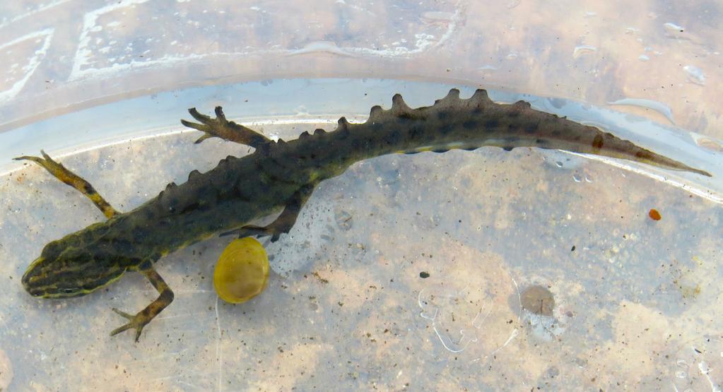 Hane av mindre vattensalamander Salamandrar på Kinnekulle Inventering av några dammar 2012 2014 Text och foto: Kent Boström Bakgrund Under senare år när Naturskyddsföreningen i Lidköping arbetat med