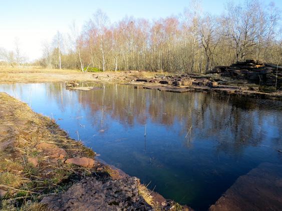 Vi kunde inte ta bort vassen för tidigt, eftersom salamanderynglen finns kvar i dammen in i september. Vassen hann vissna ner och därmed lagra näringen i rotsystemet.