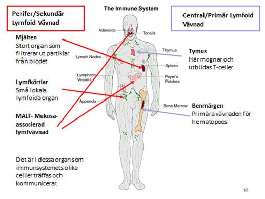 (autoimmunitet), pollen eller födoämnen (allergi) 2 Immunsystemet - två funktionella grenar