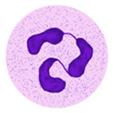 aktiveras av mönster (farosignaler) Frisätter inflammatoriska mediatorer APC-antigenpresenterande cell Medfödd immunitet celler Neutrofil