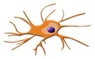 Varbildande Anaeroba förhållanden Känner igen mönster (farosignaler) 13 14 Medfödd immunitet - celler Dendritisk cell Längs med