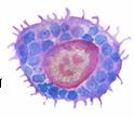 immunitet - celler Mastcell (besläktad med granulocyter) Alarmklocka Inflammatoriska mediatorer - histamin, tryptas mm Längs med kroppens