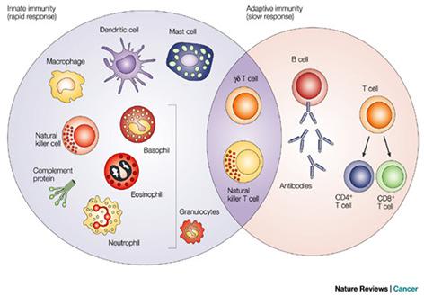 Inflammationens effekter Medfödd immunitet - inflammation 1. Ökat blodflöde ger större tillströmning av effektorceller (monocyter, granulocyter, lymfocyter) till infektionshärden 2.