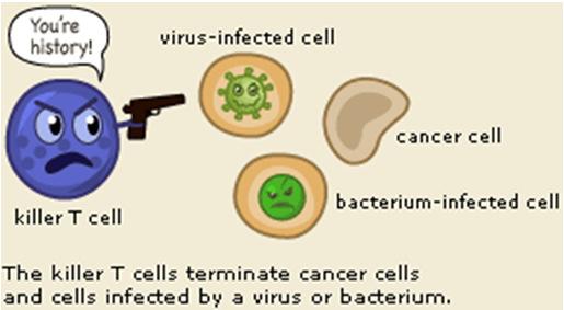 Immunologiskt minne 31 32 T- celler (lymfocyter) T- celler Huvuduppgift: Att bekämpa intracellulära patogener, ffa virus (ex HIV, HBV, HCV, Herpes, Influensa mm) och intracellulära bakterier (ex,