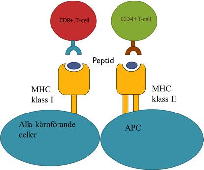 - APC APC antigenpresenterande celler länk mellan medfödd och adaptiv immunitet Dendritiska celler Makrofager B-celler - antigenpresentation Krävs för att