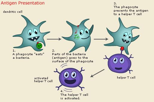 Proteinfragmenten (peptiderna) fästs på MHC (HLA) på cellens yta Presentation/aktivering i sekundära lymfoida organ 37 38 MHC major histocombatibility complex