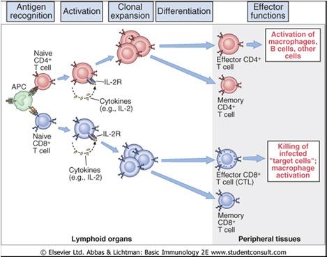 MHC Class I Uttrycks av ALLA celler med cellkärna Presenterar endogena antigen,från tex virus men även självantigen, för cytotoxiska T-celler (CTL), via CD8 MHC