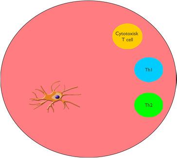 adaptivt immunsvar Lymfnod Inflammation och