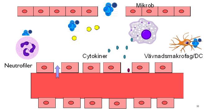 Vävnadsmakrofag/DC Dendritisk cell