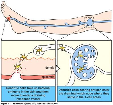 immunsvar Immunisering Passiv immunisering -