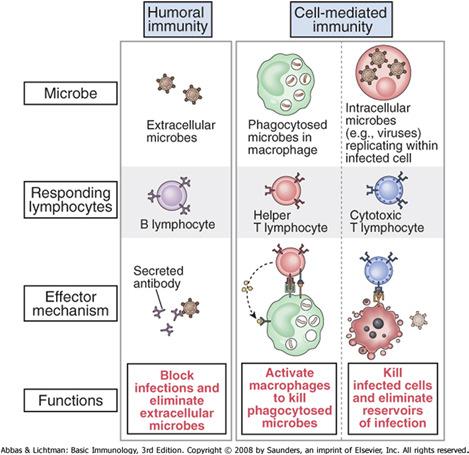 via placenta -γ-globulin (IvIg) - inget minne