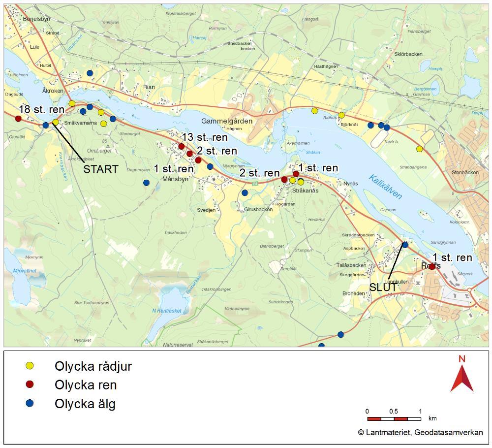 Under perioden 2010 2018 har 7 olyckor med älg och 6 olyckor med rådjur skett på sträckan. 19 olyckor med ren har skett. En viss koncentration av olyckor finns kring Åkroken, Månsbyn och Stråkanäs.