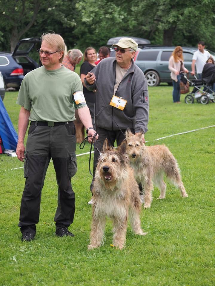 Ägaren av avelshunden/tiken skall i god tid meddela respektive avkommas ägare att hunden skall ingå i avelsgrupp. Som utställare är du skyldig att delta med din hund om detta begärs.