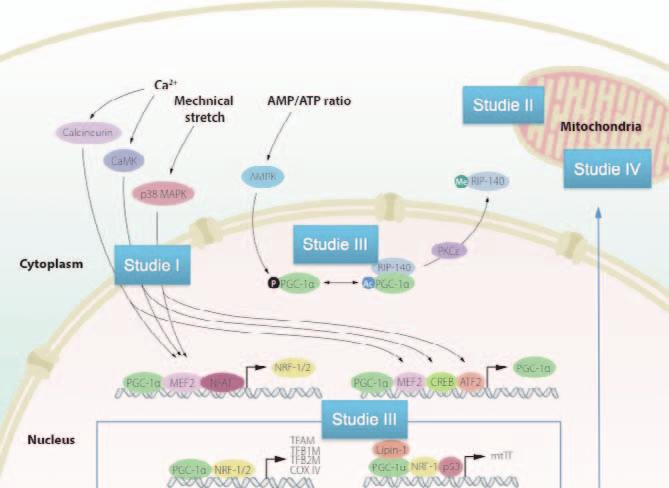 Då mitokondrierna har förmåga att förbruka syre och bilda ATP utgjorde detta startskottet för utvecklingen av eukaryota organismer (Gray et al. 1999).