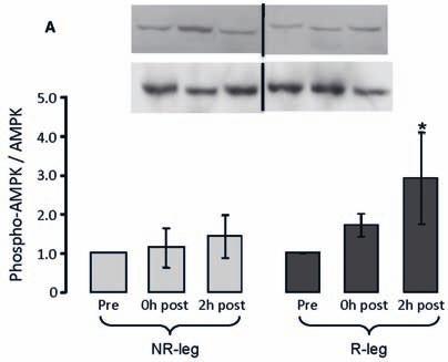 RNR1) (Hashimoto et al. 2001). Dessa små peptider har fått namnet humanin respektive MOTS-c och har visat sig ha effekt utanför mitokondrien (Muzumdar et al. 2009; Fuku et al. 2015).